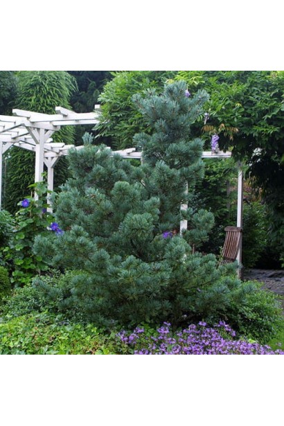 Сосна дрібноквіткова Негіші 